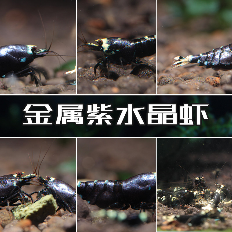 水晶虾金属紫高端新品种观赏虾除藻草缸有备满额包邮自家繁殖稳定