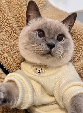 可爱小猫咪衣服批发宠物秋冬装保暖加绒卫衣布偶猫蓝猫幼猫防掉毛