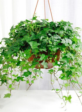 吊兰植物常春藤绿萝盆栽金鱼口红金心吊兰办公室内绿植净化空气