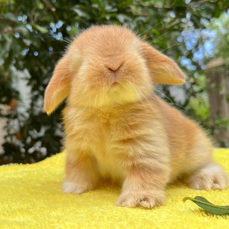 迷你侏儒兔子活物奶白黄垂耳兔活体海棠小型茶杯兔长不大的宠物兔