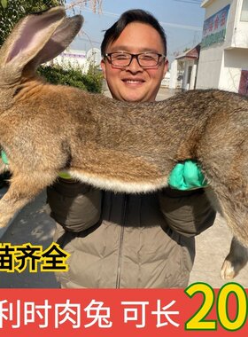 兔子活物大型肉兔活苗一对公母比利时兔月月兔活物宠物兔家养肉兔