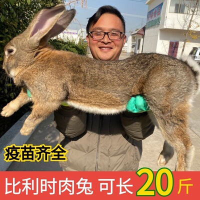 兔子活物大型肉兔活苗一对公母比利时兔月月兔活物宠物兔家养肉兔