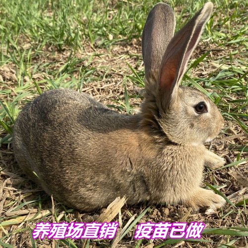 包邮成年食用家养比利时大型肉兔
