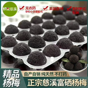 慈溪杨梅新鲜现摘余姚当季鲜果浙江东魁荸荠黑炭孕妇杨梅特甜冷链