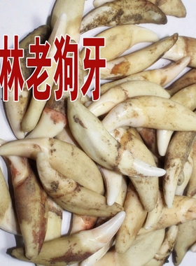 广西玉林老狗牙吊坠真狗牙宝宝手链狗牙吊坠婴幼儿童成人真狗牙齿