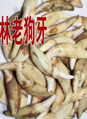 广西玉林老狗牙吊坠真狗牙宝宝手链狗牙吊坠婴幼儿童成人真狗牙齿