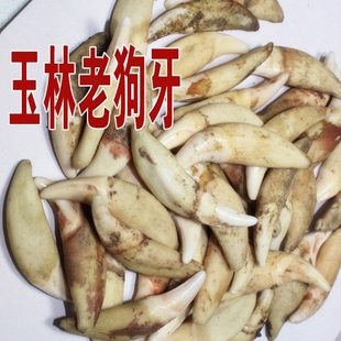 广西玉林老狗牙吊坠真狗牙宝宝手链狗牙吊坠婴幼儿童成人真狗牙齿