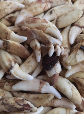 真狗牙黑狗牙项链儿童吊坠