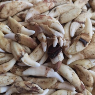 真狗牙吊坠黑犬 狗牙项坠男士项链孕妇儿童宝宝狗牙手链