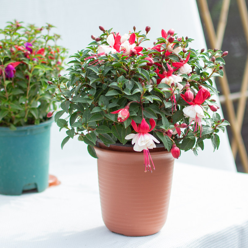 倒挂金钟盆栽吊钟海棠灯笼花室内窗台净化空气趣味观花卉木本植物
