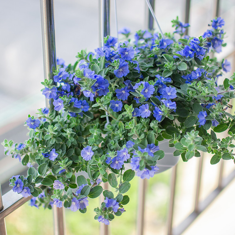 蓝星花四季开花趣味雨伞花楼顶庭院阳台耐热喜阳多年生吊兰花卉