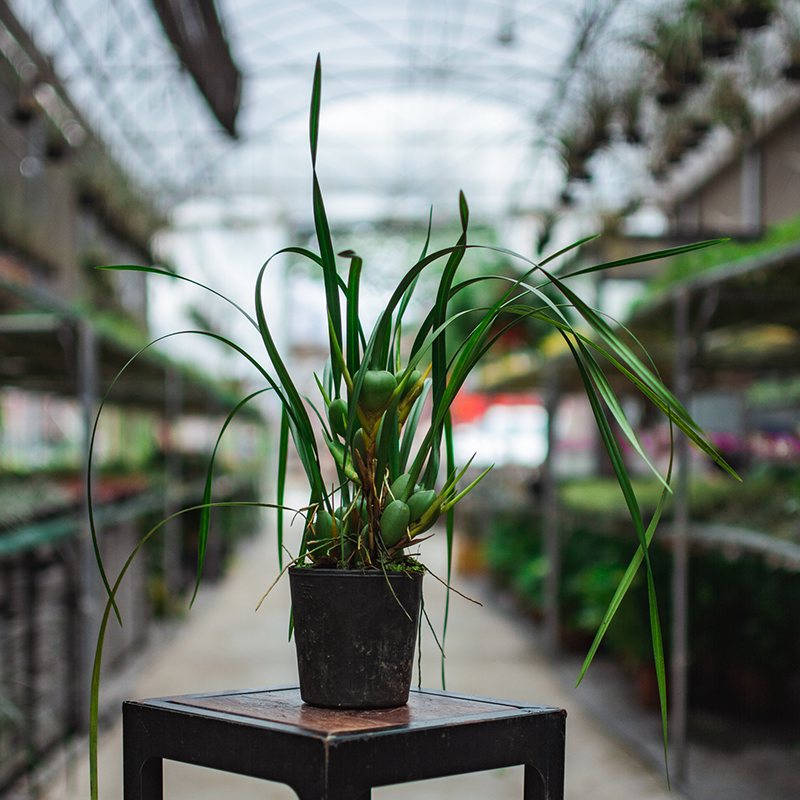 咖啡兰盆栽 腋唇兰花非蝴蝶兰石斛兰开花巨香浓香好养花卉 晨莳