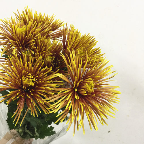 烟花菊鲜花速递江浙沪皖两扎包邮