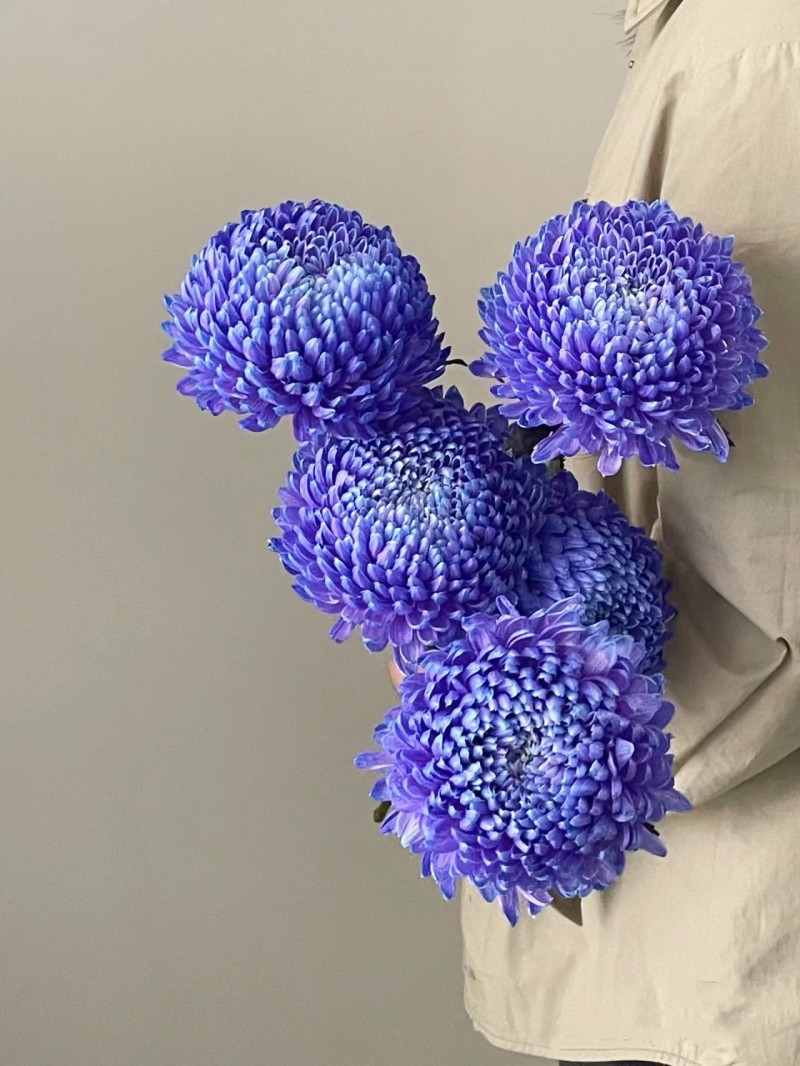 牡丹菊大菊鲜切花染色上海鲜花速递家用艺术插花江浙沪皖两扎包邮