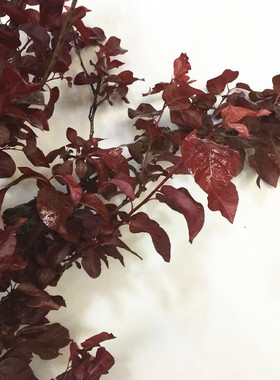 红叶李鲜切叶红色配叶鲜花同城速递家用瓶插配草江浙沪皖两扎包邮