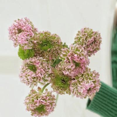 洋牡丹鲜花速递江浙沪皖两扎包邮