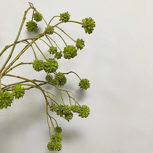 喜树果鲜切枝夏日绿意造型花材可干花耐养护鲜花速递家用瓶插花艺