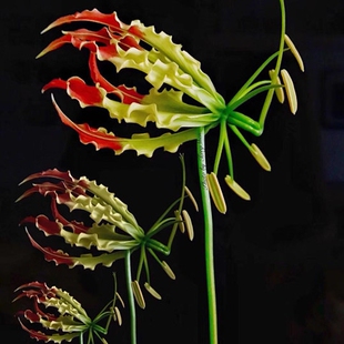 嘉兰火焰百合鲜切高端花材鲜花速递家用大堂花艺江浙沪皖两扎包邮