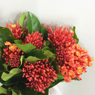 龙船花仙丹鲜切花同城速递十字花科家用瓶插花江浙沪皖两扎包邮