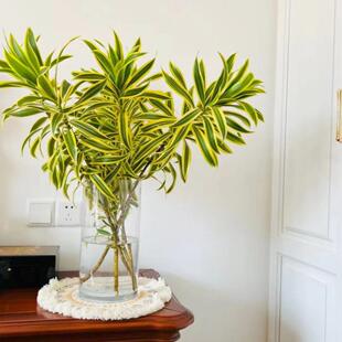 金边百合竹鲜切枝富贵竹上海鲜花速递水培家用瓶插花艺