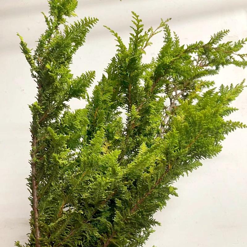 黄金松鲜切枝新鲜松枝上海鲜花速递家用瓶插花艺江浙沪皖两扎包邮