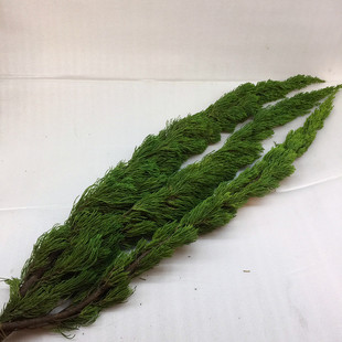 松枝松树进口诺贝松鲜切枝圣诞节枝条松果DIY家用满条件两扎 包邮