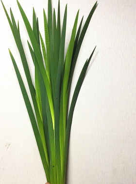 鸢尾叶春兰叶新菖蒲剑叶鲜切叶鲜花速递配叶花艺造型辅叶家用瓶插