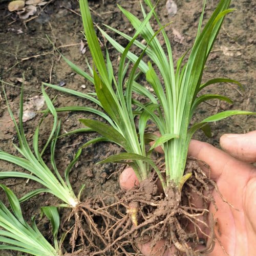 吉祥草 观音草常绿花卉耐阴庭院绿化草苗植物地被绿植室内桌面盆