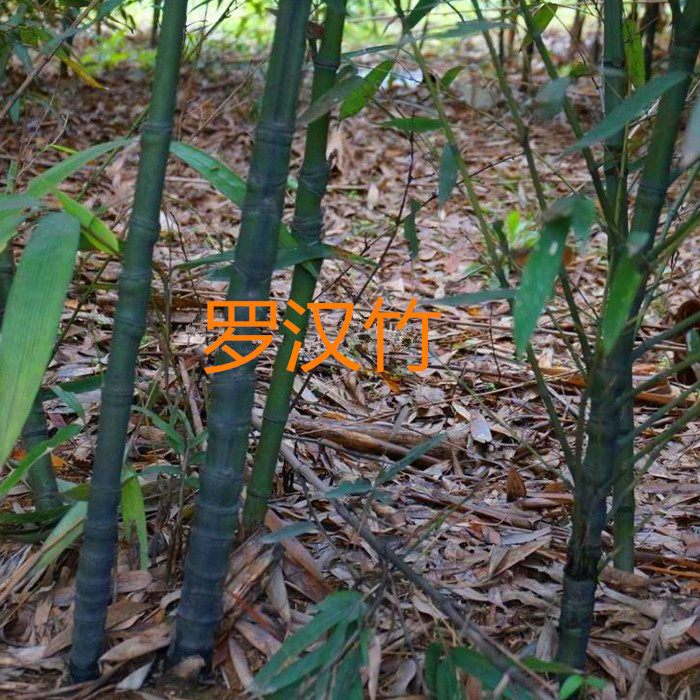 高档盆栽观赏竹*罗汉竹*人面竹*秆可作手杖*伞柄*钓鱼竿等