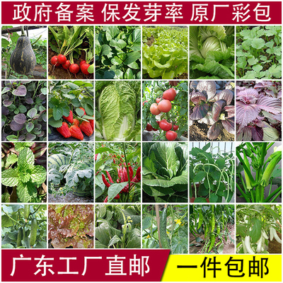 蔬菜瓜果种子大全菜籽