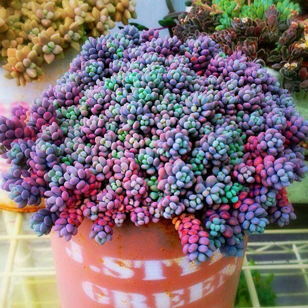 阳光肉园子多肉植物大姬星美人大鸡心小型品种 易群生一物一拍