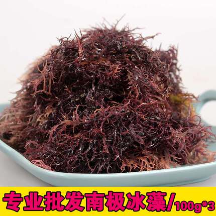 新鲜冰藻干货凉拌菜 250克海草龙须菜 南极冰藻海藻笋石花菜包邮