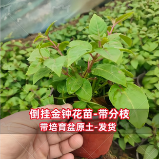倒挂金钟花苗 阳台吊兰灯笼花盆栽花卉