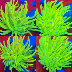 圣杯火柴头珊瑚印尼老虎沙巴金绿太阳神黑火柴珊瑚活体观赏海水鱼