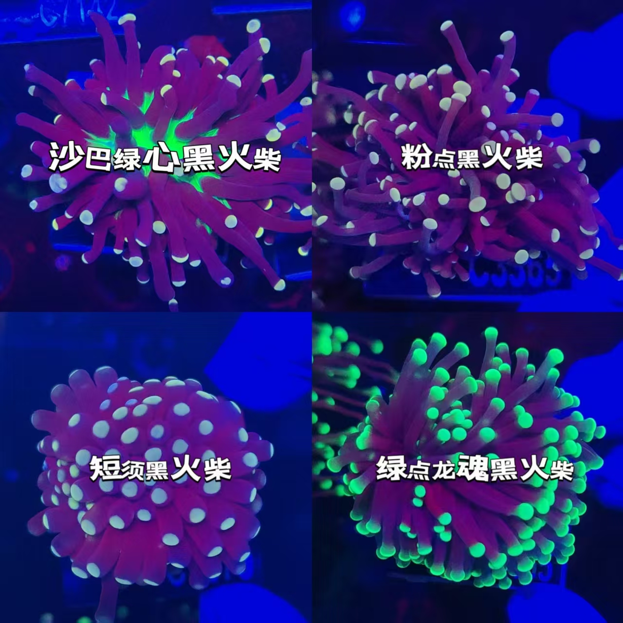 精品长须短须黑火柴珊瑚