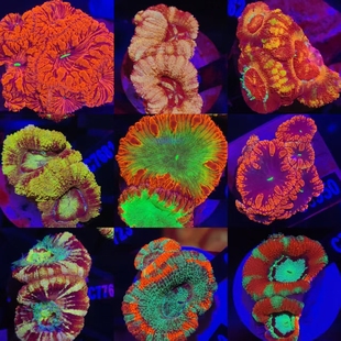 澳洲彩虹糖果脑珊瑚彩色荧光绿糖果脑海水鱼活体珊瑚海水缸