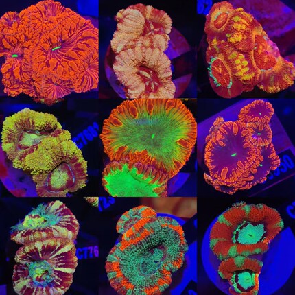 澳洲彩虹糖果脑珊瑚彩色荧光绿糖果脑海水鱼活体珊瑚海水缸