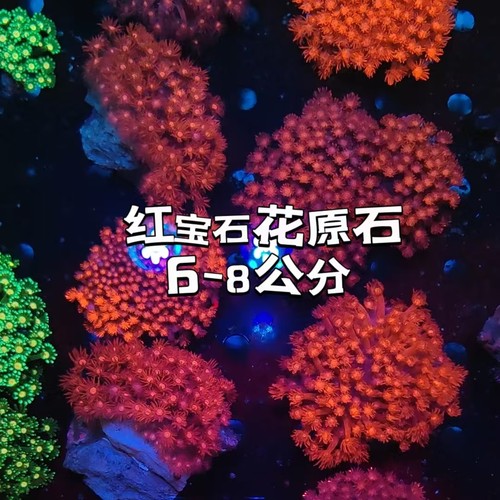 红宝石花珊瑚澳洲马卡龙彩单苞活体海水鱼缸万花筒软体水族珊瑚