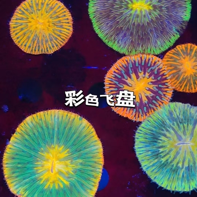 短须金绿彩色飞盘珊瑚