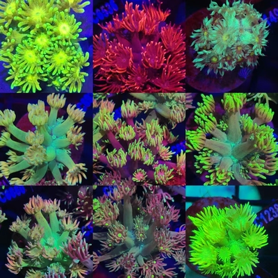 幻彩宝石花珊瑚澳洲马卡龙彩单苞活体海水鱼缸万花筒软体LPS花花