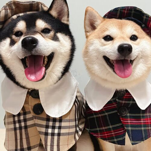 柯基柴犬英伦风斗篷新年狗狗衣服