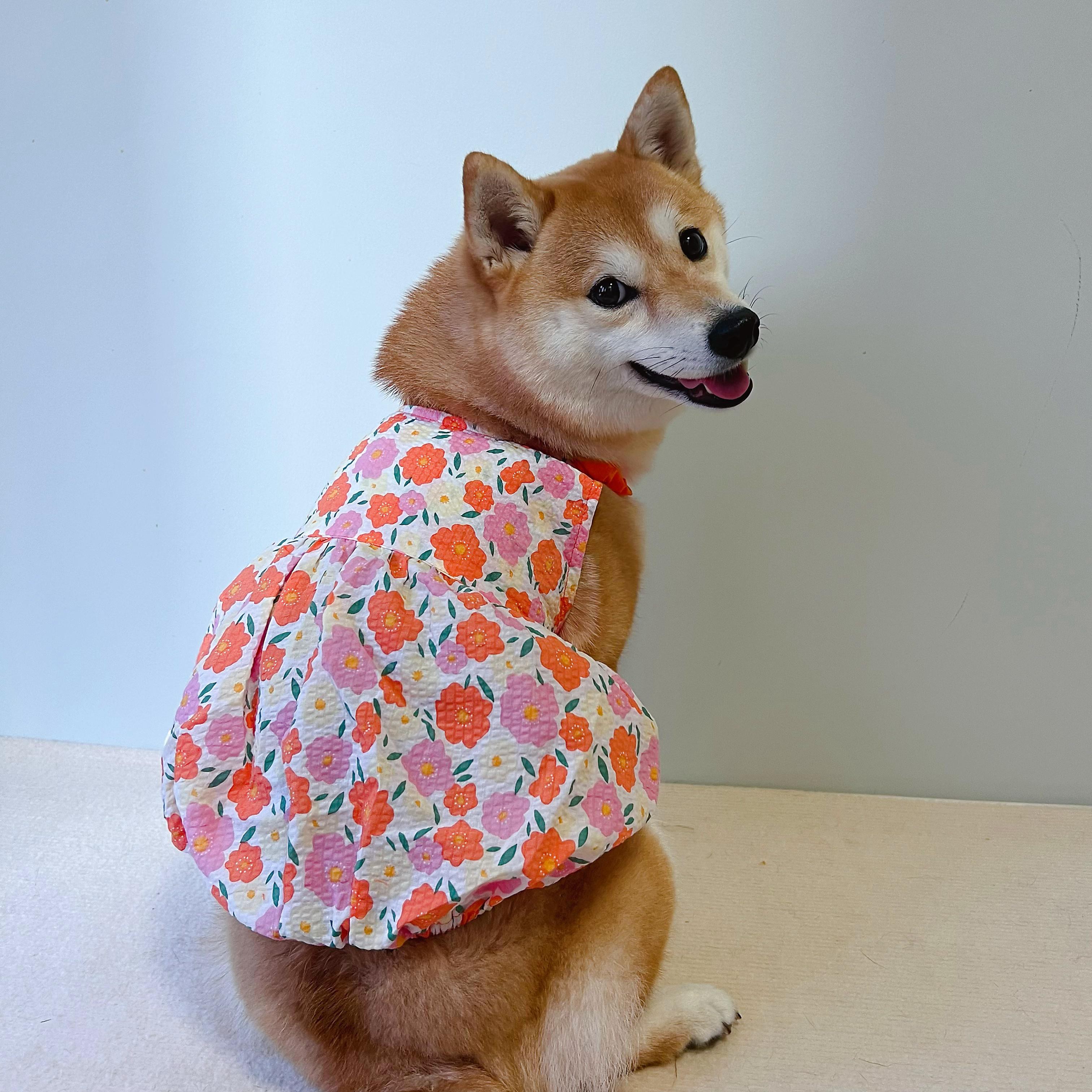 TawneyBear母狗狗衣服吊带裙连衣裙柴犬比熊法斗花朵夏装透气裙子