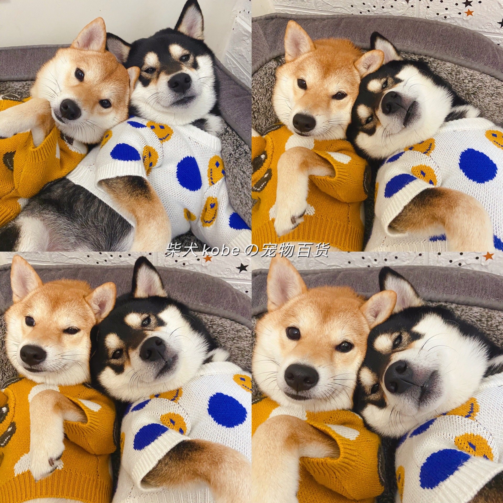 TawneyBear柴犬狗狗衣服秋冬装潮牌针织衫毛衣可爱中小型宠物包邮