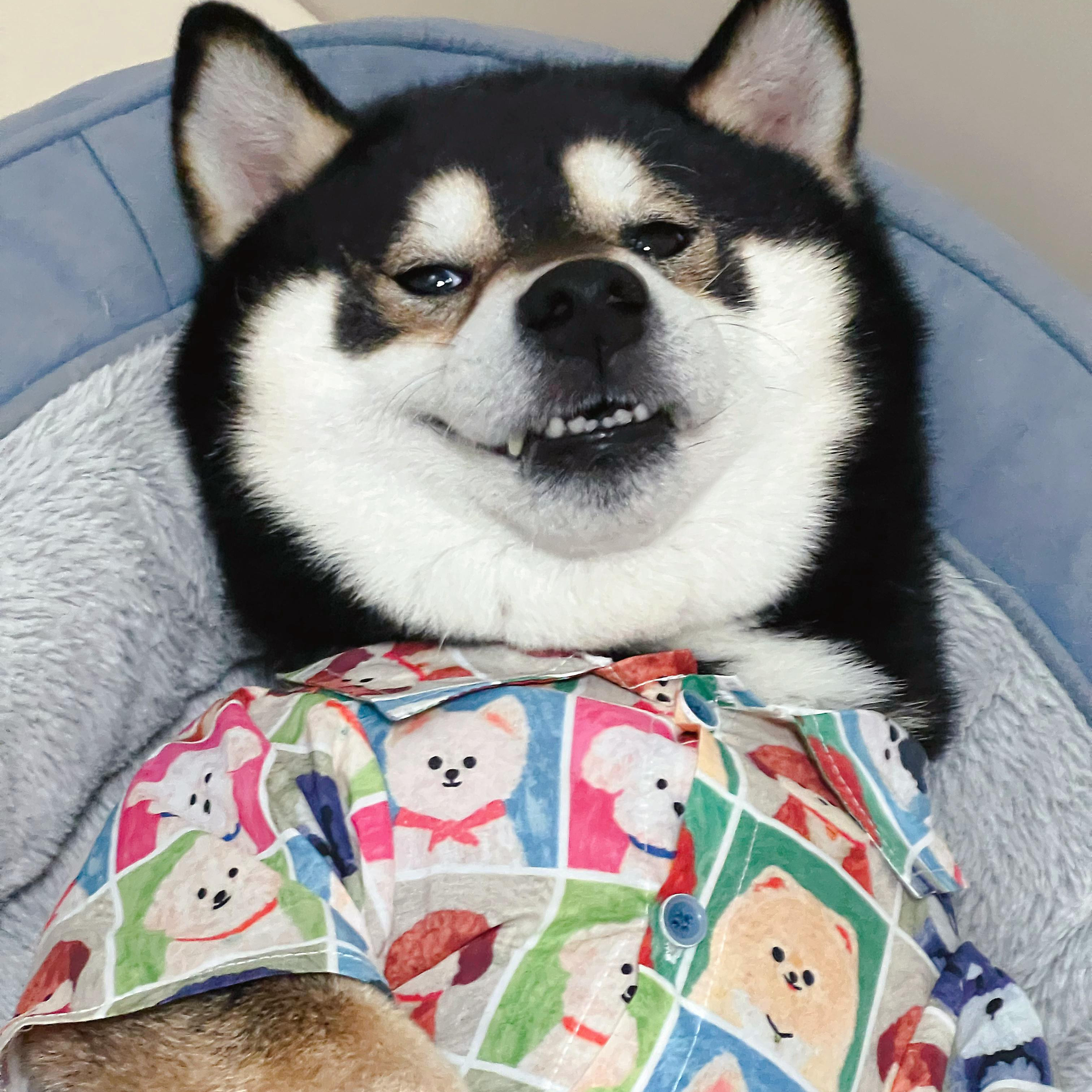 夏装新款印花狗头狗狗衣服柴犬
