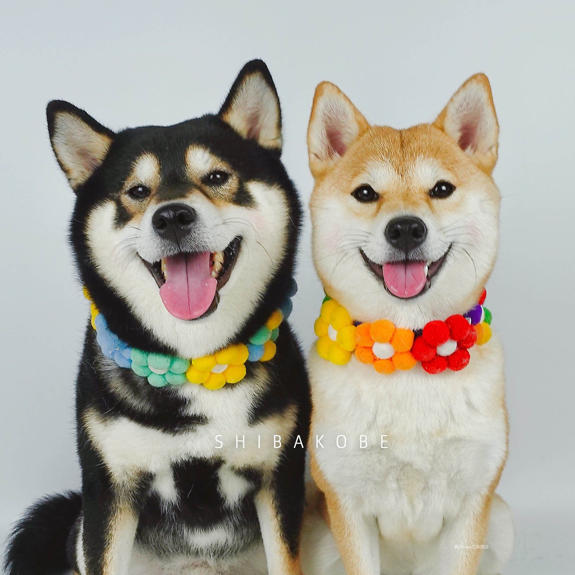 柴犬kobe宠物网红柯基彩虹花朵项圈猫咪狗狗毛球脖圈可调节包邮