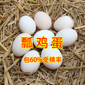 瓢鸡蛋云南镇沅县纯种瓢鸡蛋特色土鸡云南特产飘鸡蛋无尾瓢鸡鸡蛋