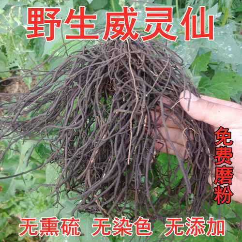 东北野生威灵仙整株自然晒干