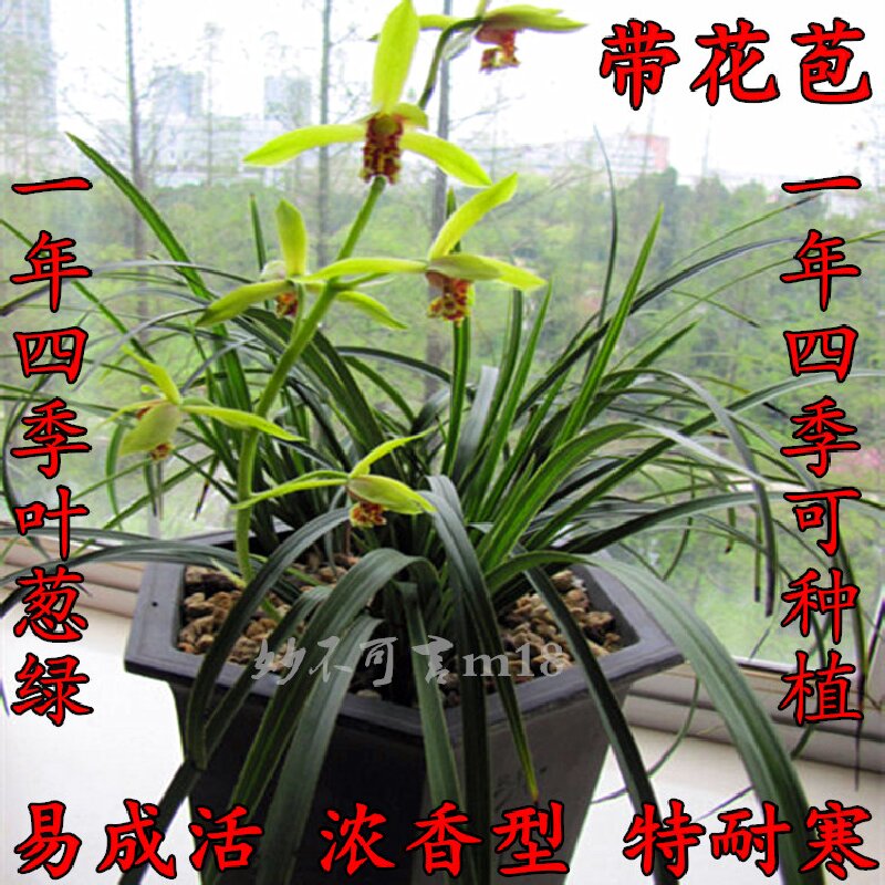 包邮浓香兰花苗兰草连体兰好养易活盆景盆栽花卉蕙兰春兰草花兰花