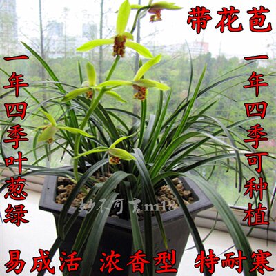 包邮浓香兰花苗兰草连体兰好养易活盆景盆栽花卉蕙兰春兰草花兰花