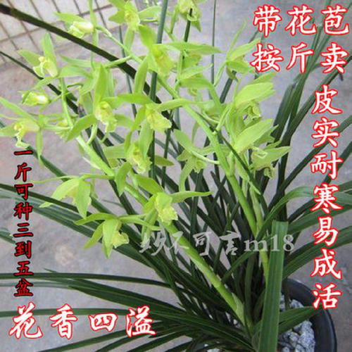 精品带花苞兰花 蕙兰 春兰花苗 兰花草 花卉绿植盆景室内创意盆栽
